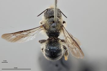 Media type: image;   Entomology 793373 Aspect: habitus dorsal view